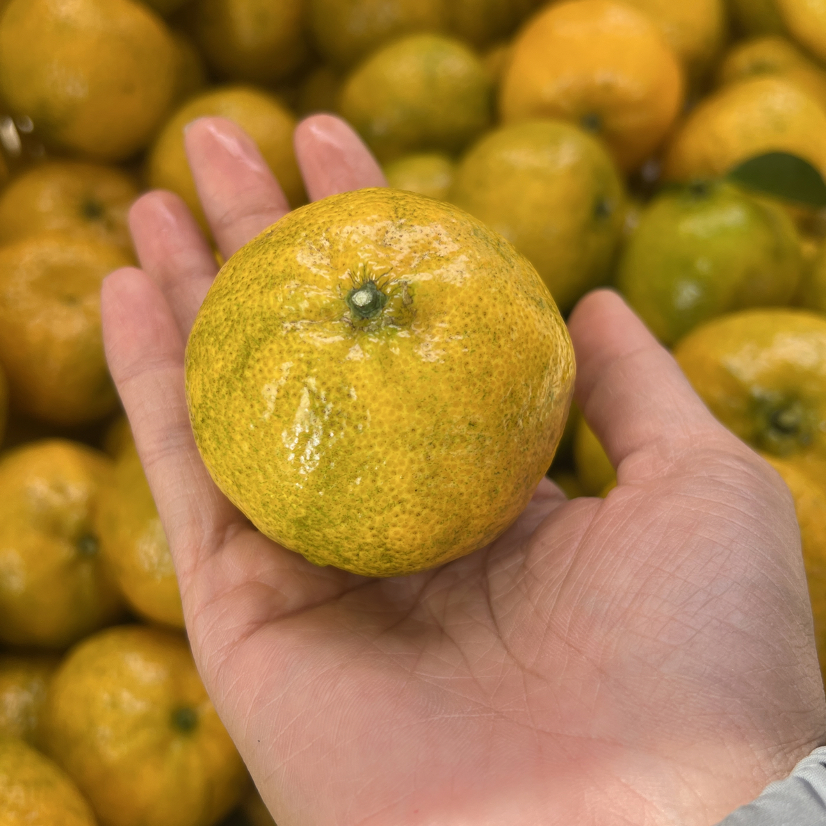 （清围福利）2025年新会茶枝柑  原枝鲜果（介意大小果慎拍）