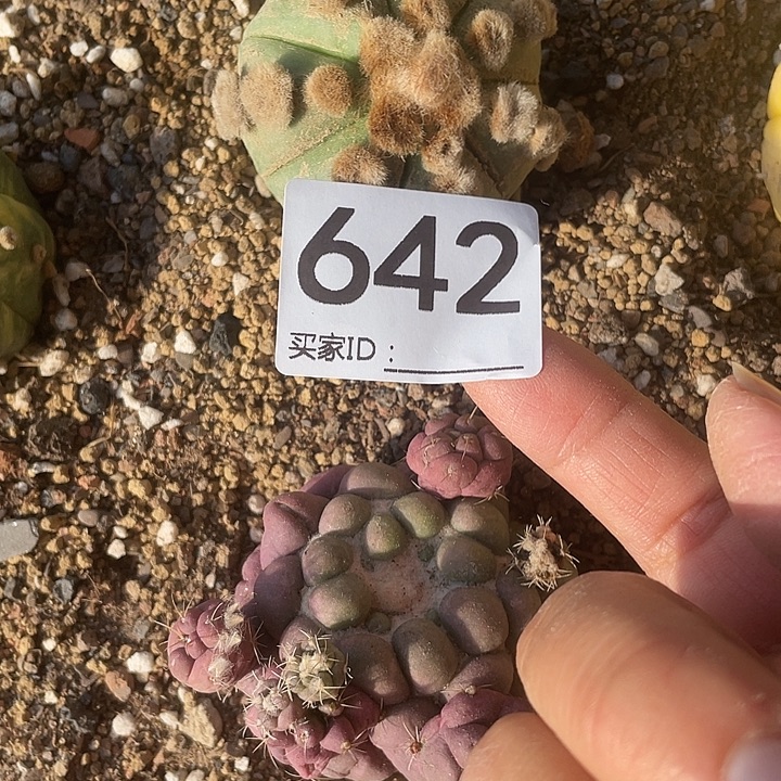 仙人球兜高容642号