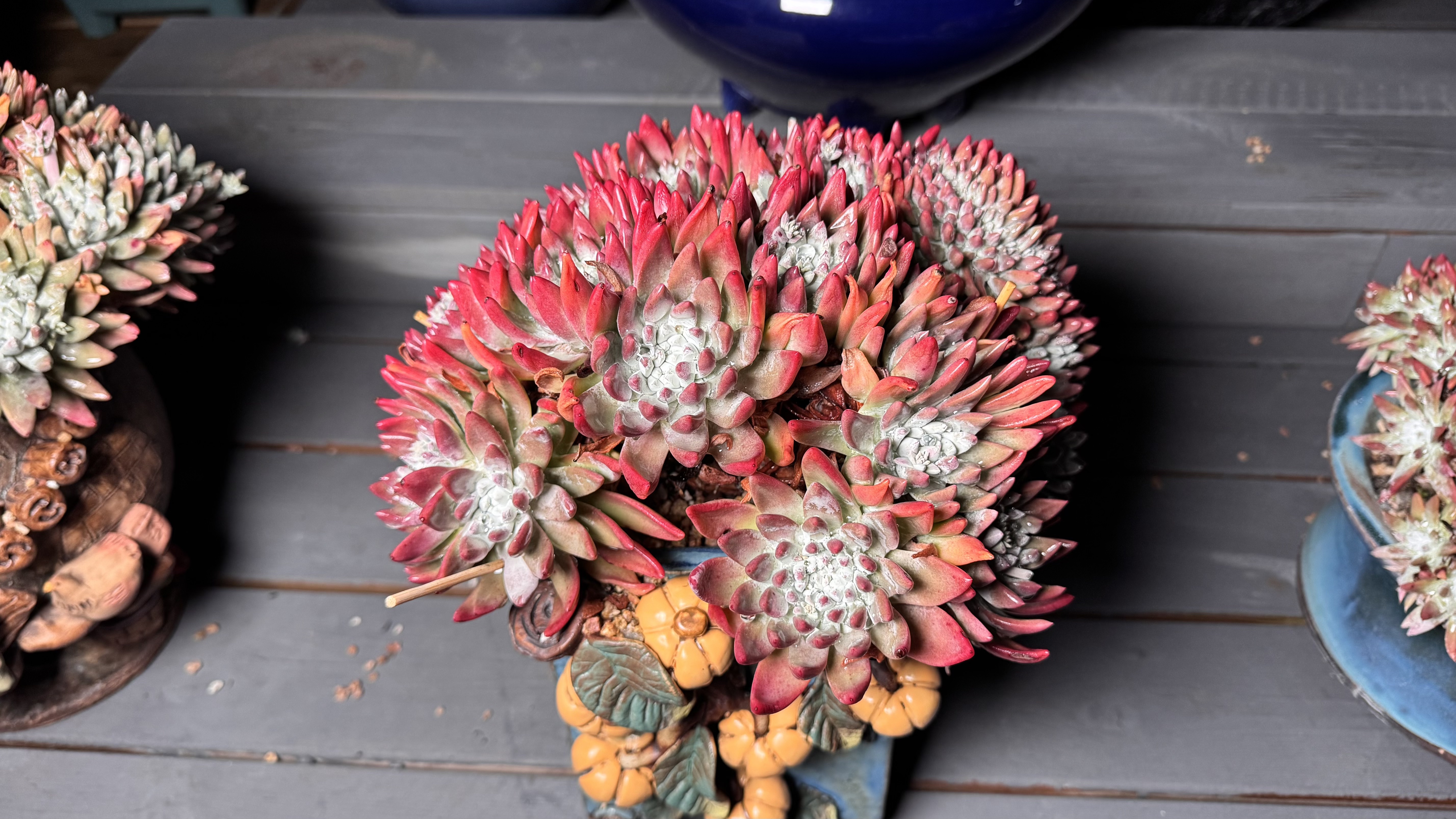 仙女杯拇指帕翠莎塞丽娜苹果叶白拇白雪老桩