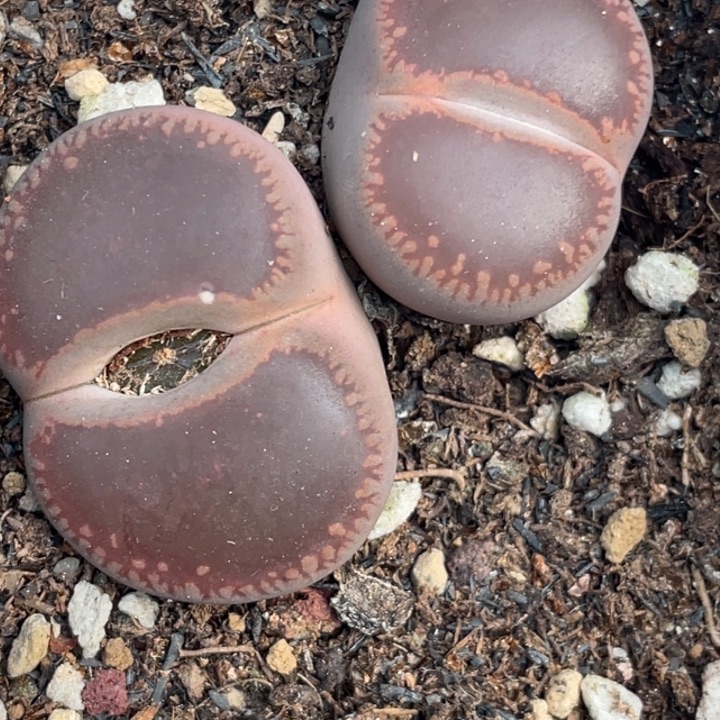 完全开放847ko母本比利时