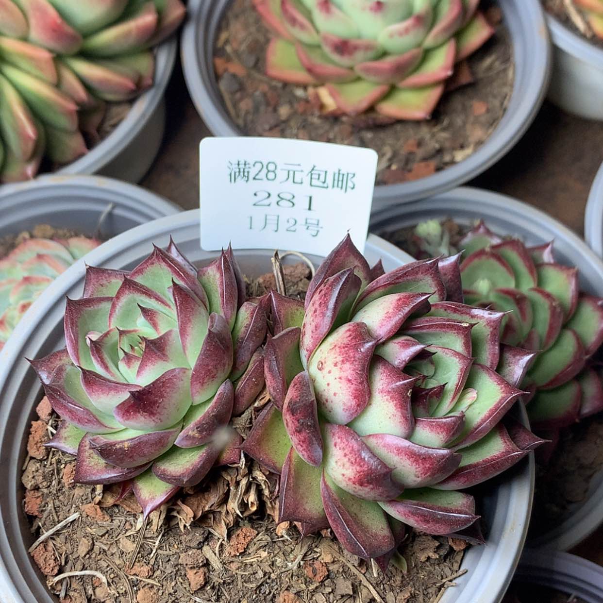 【闪购商品】云281号