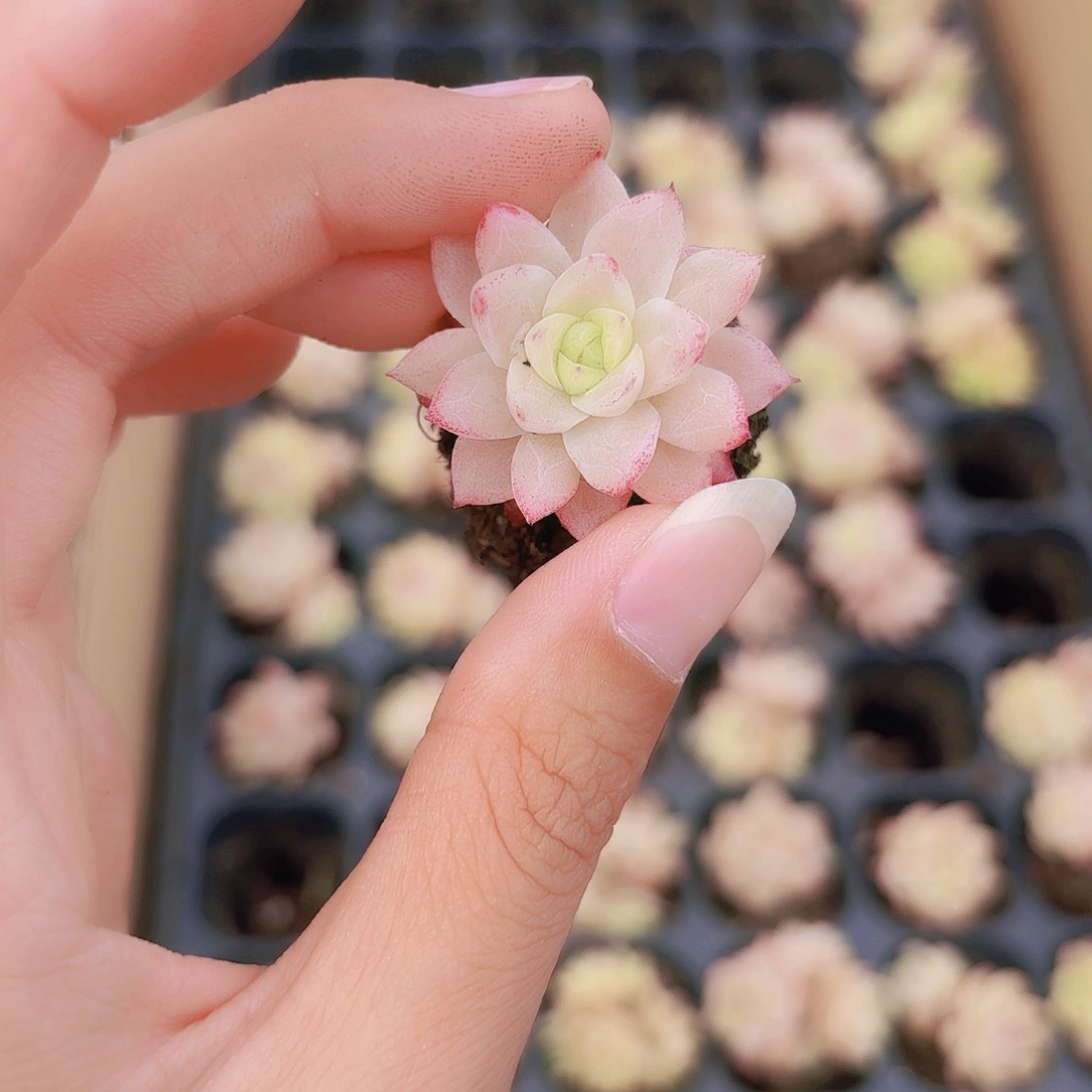小穴苗粉色女王3米2颗