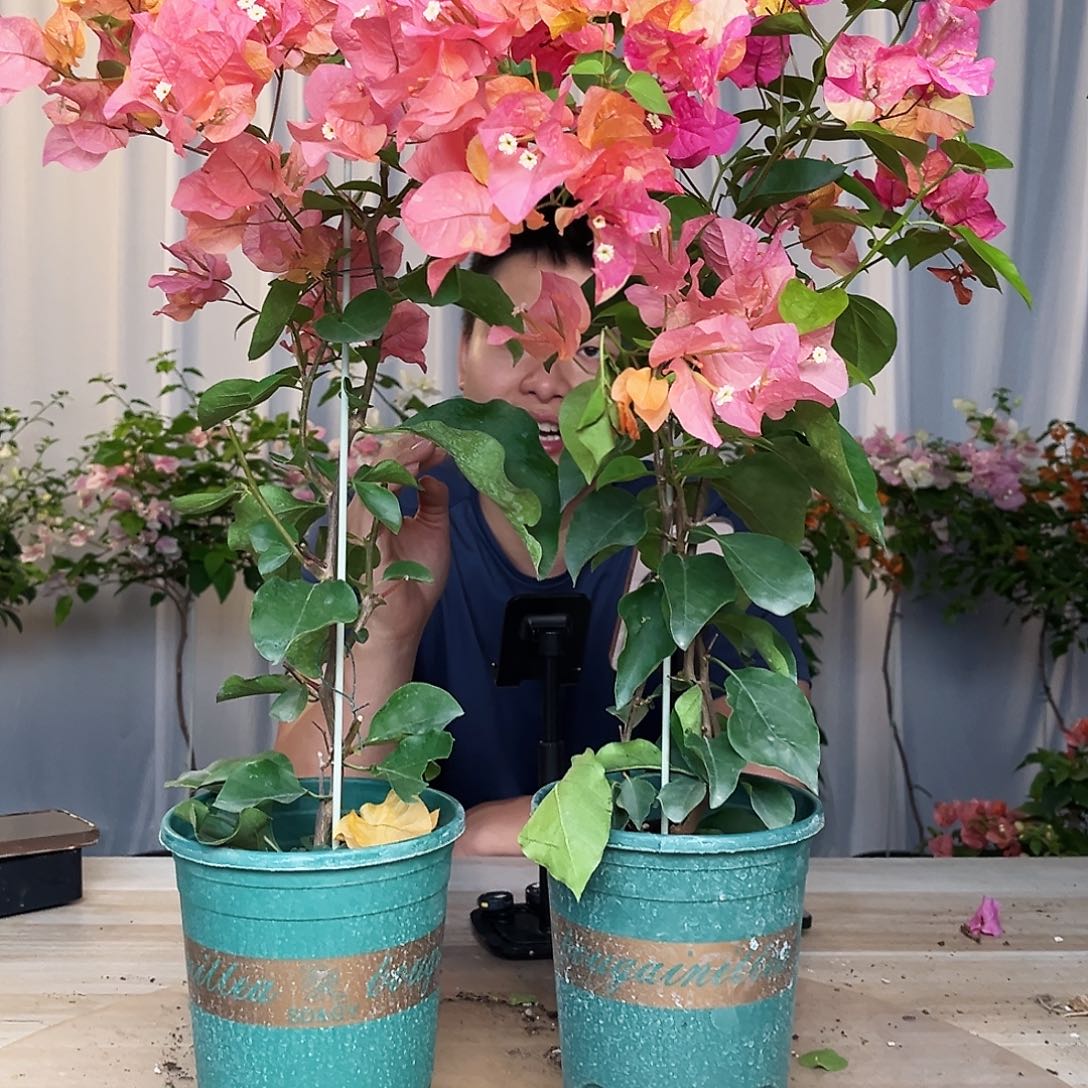 当前无花栽培后可以开花阿达娜一颗