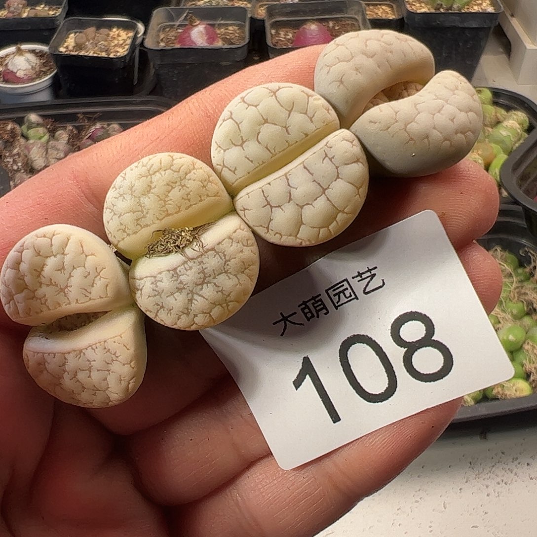 一物一拍。     108