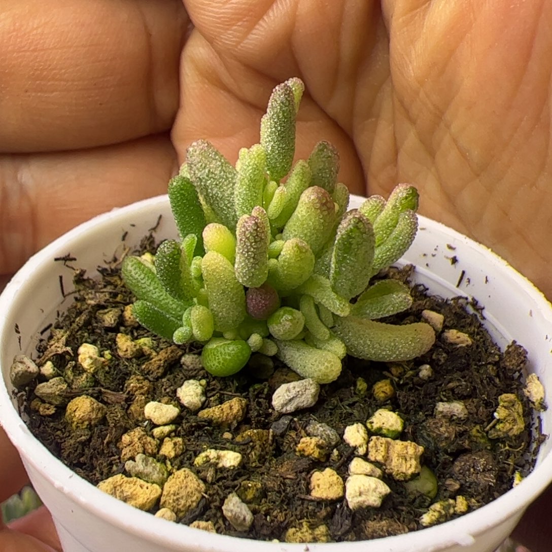06多肉植物枝干米粒锦带绿头拉丝