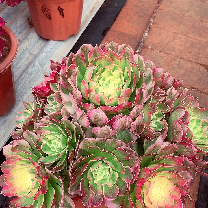 海王捧花，多肉植物