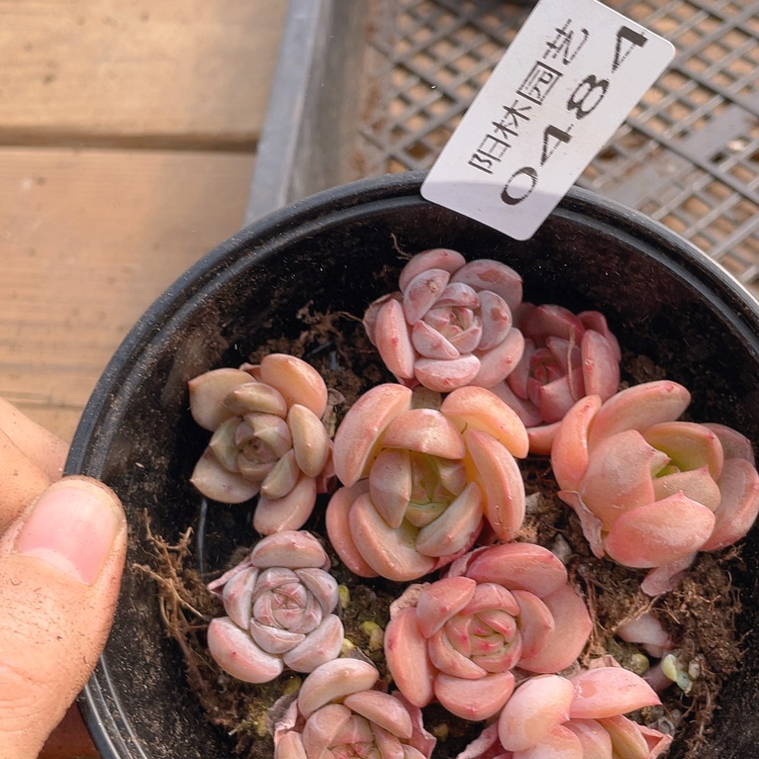多肉植物多肉植物484