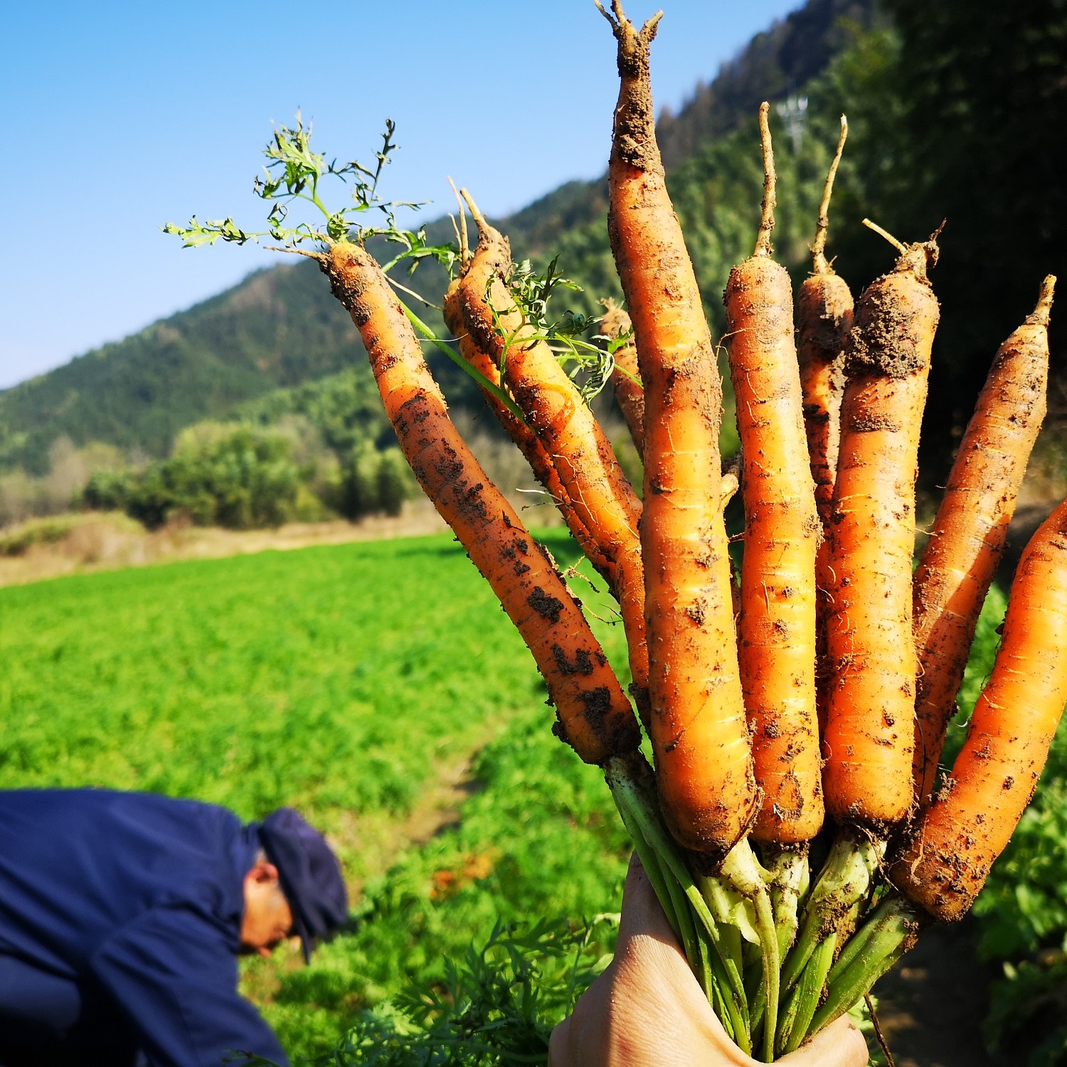 娟姐代购 浦城忠信农家胡萝卜（嫌小的勿拍）
