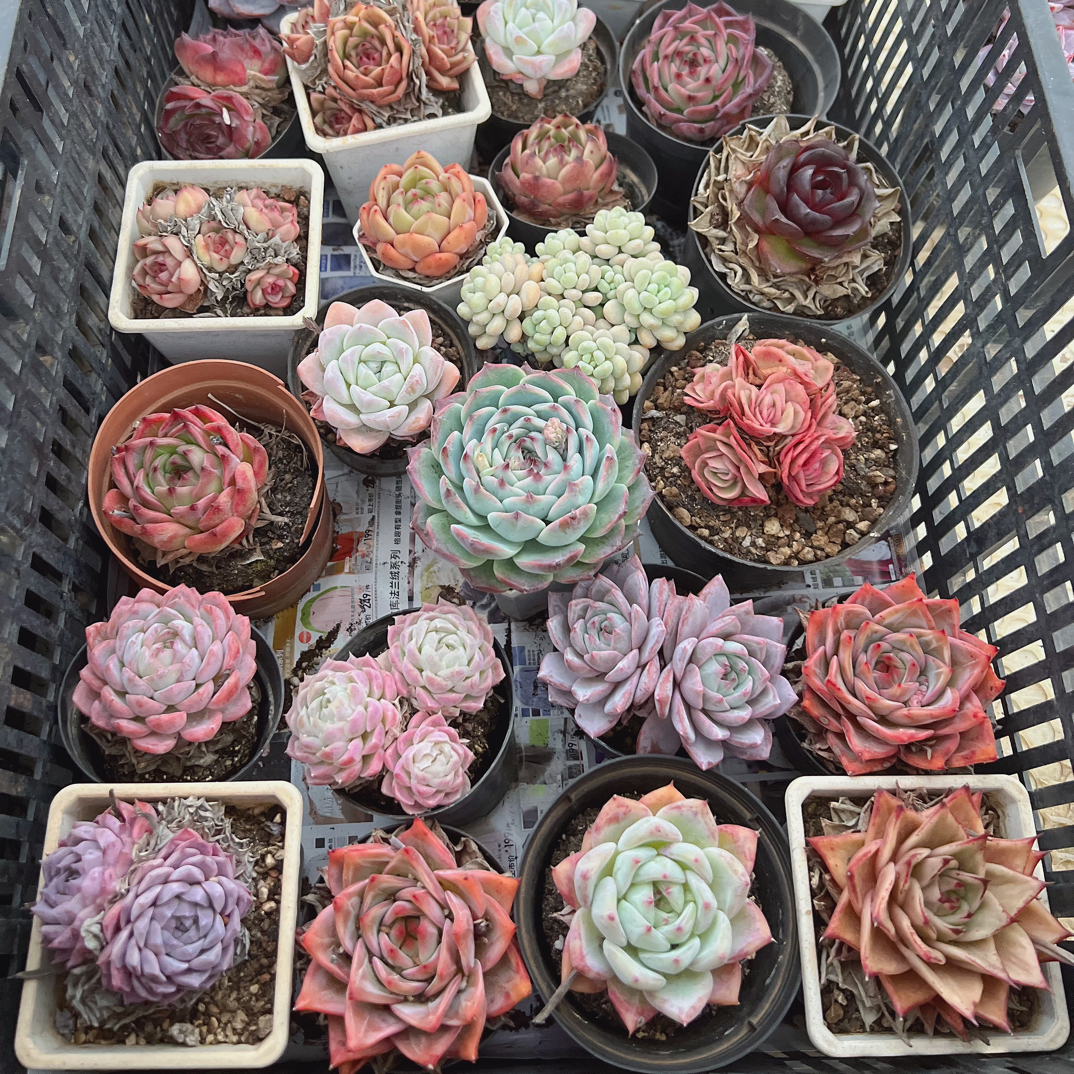 12月12日混发彩蛋不支持备注（随机发）单颗