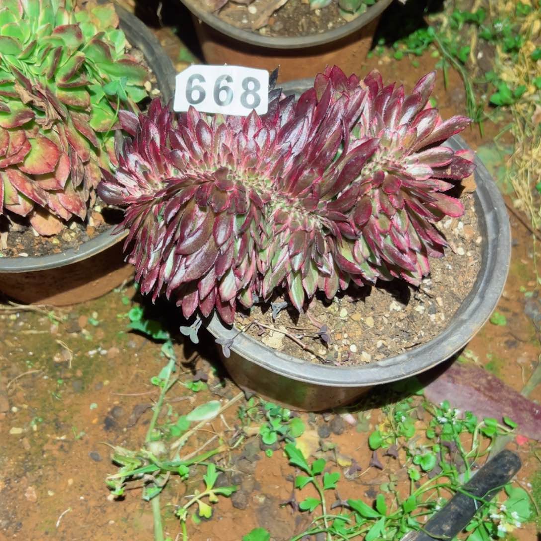 668 号多肉植物法师新年福利