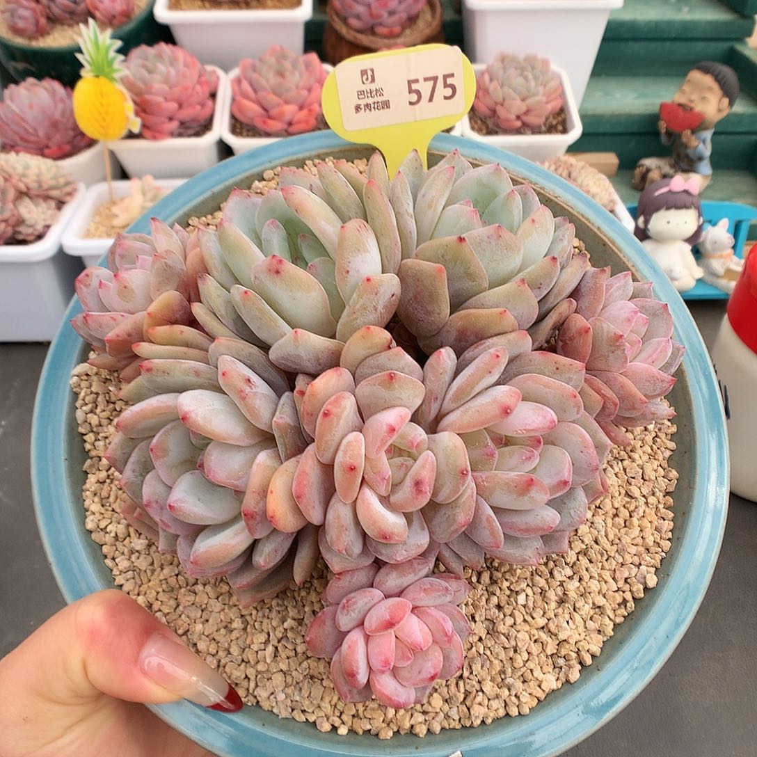 575八头梦露群多肉植物