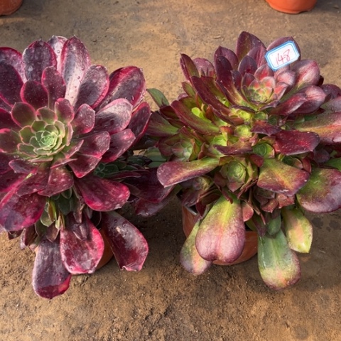 148多肉植物组合