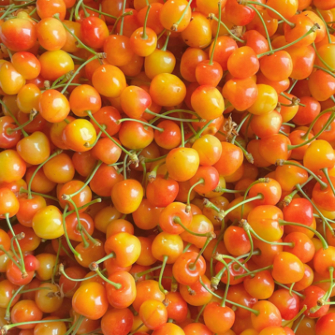 雷尼亚黄樱桃250gJJ酸甜可口雷尼尔