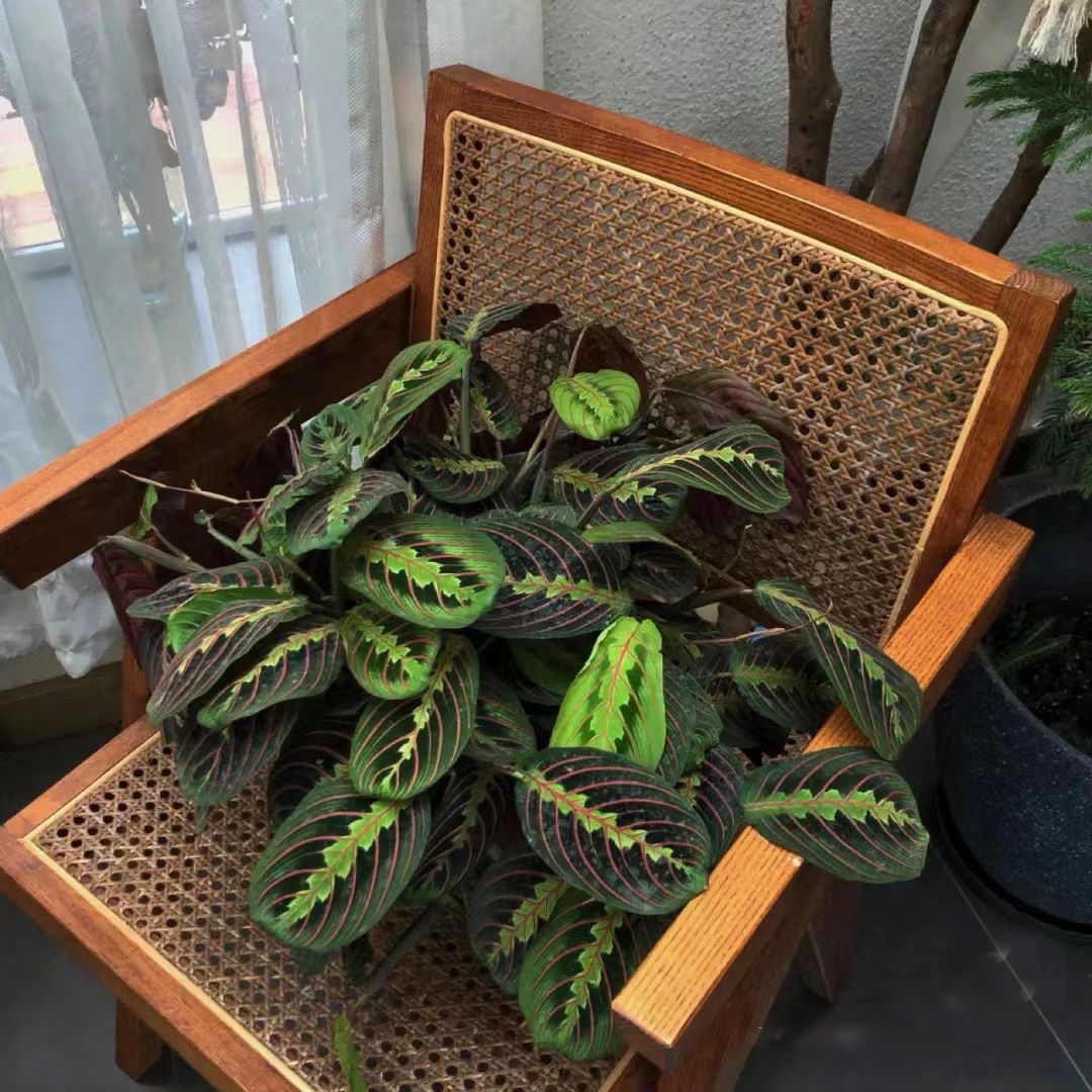 【红脉叶蝉】看好养超强雨林感大气植物小众