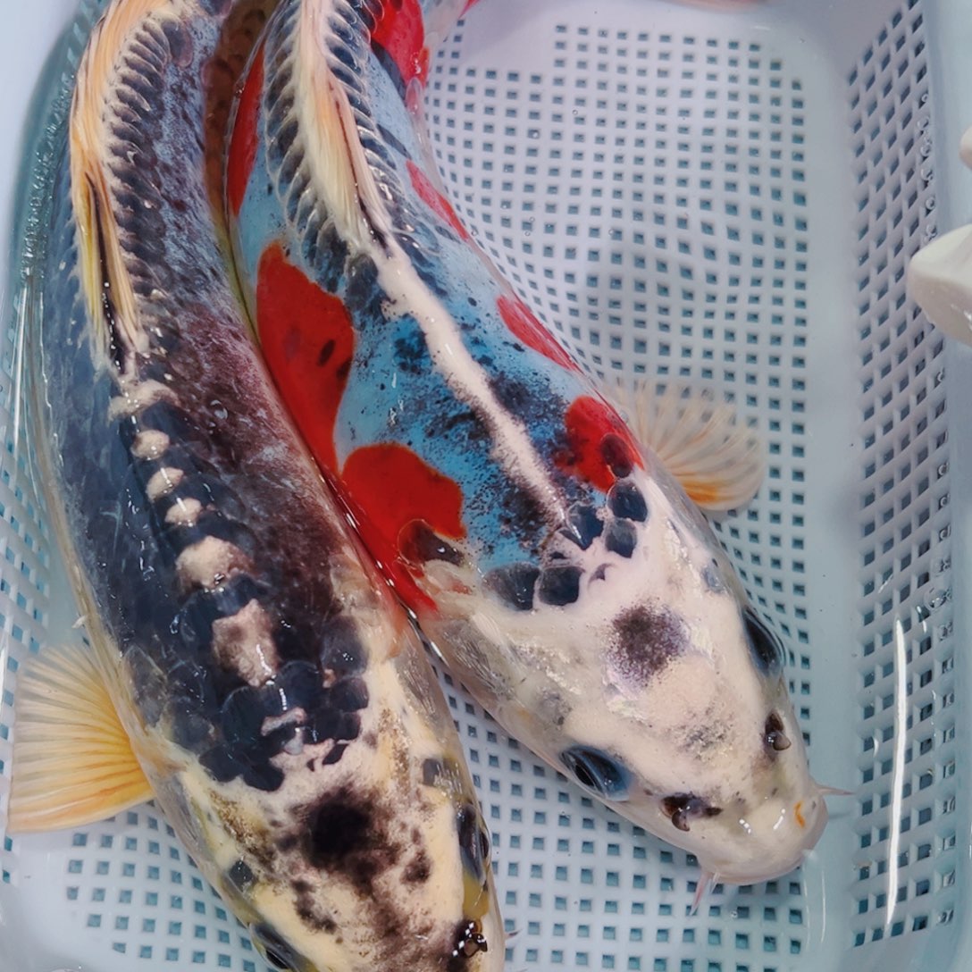 锦鲤锦鲤冷水鱼观赏148