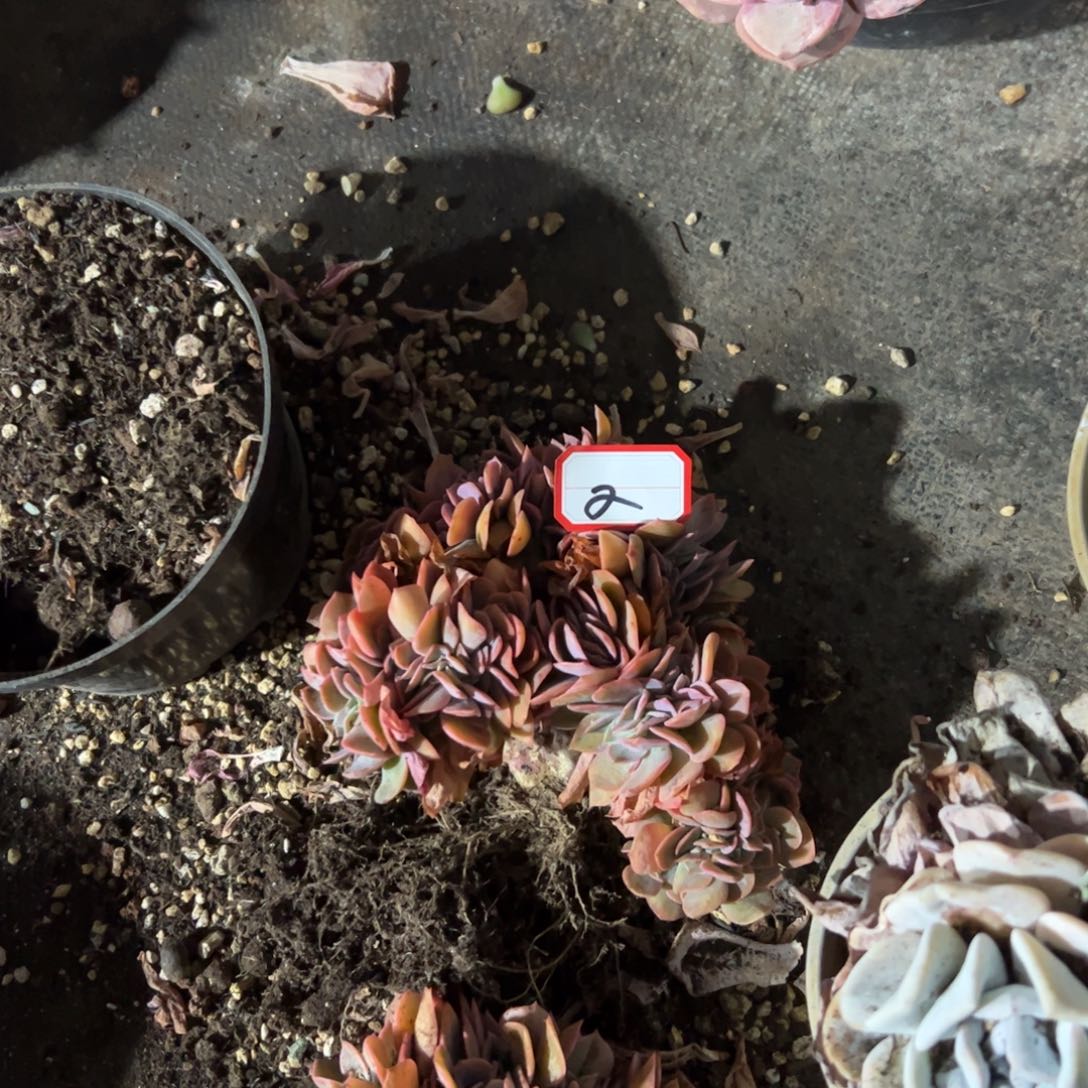 凨**夙2紫珍珠杂有伤68 零零多肉植物