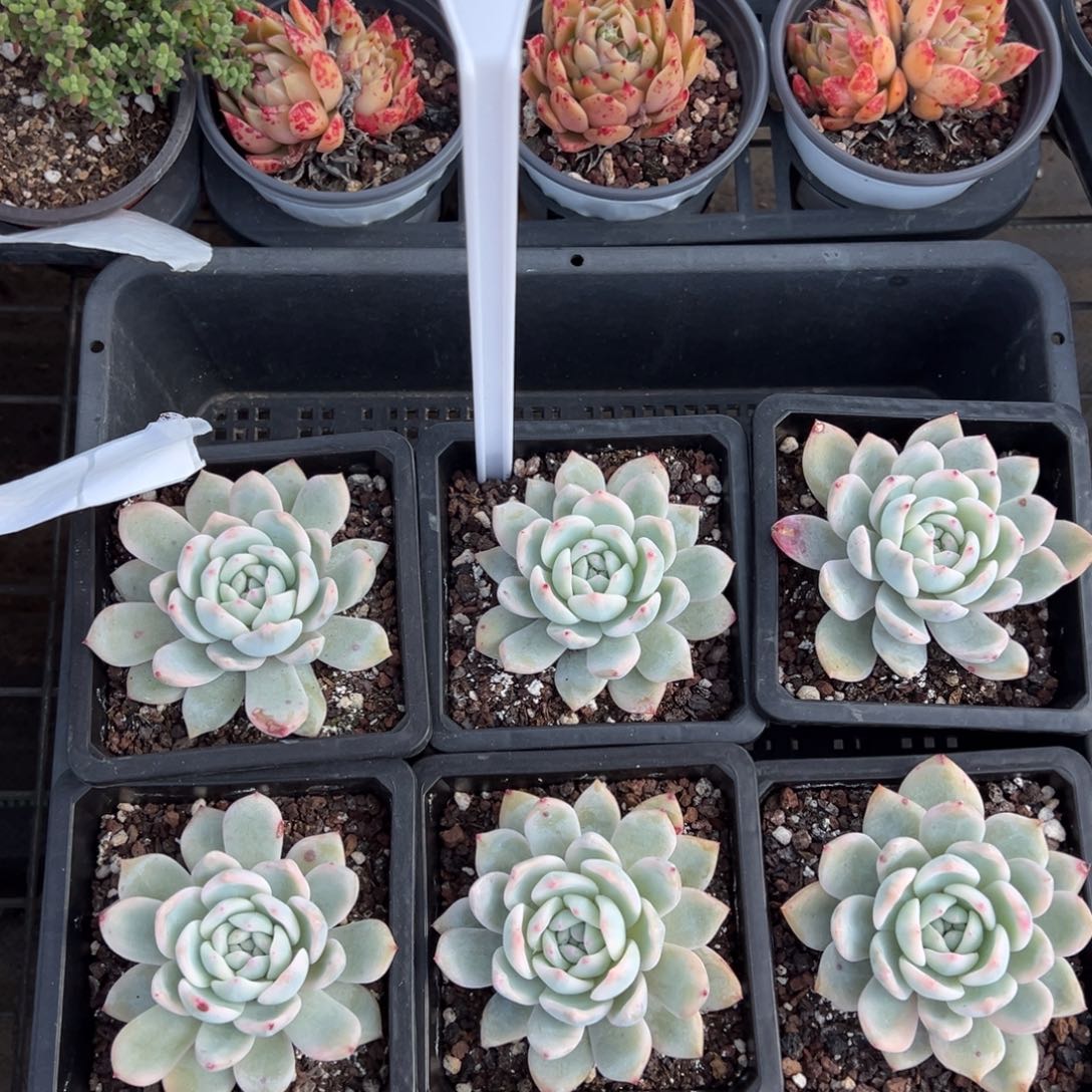 梦露锦一颗量拍多肉满9.9元包邮