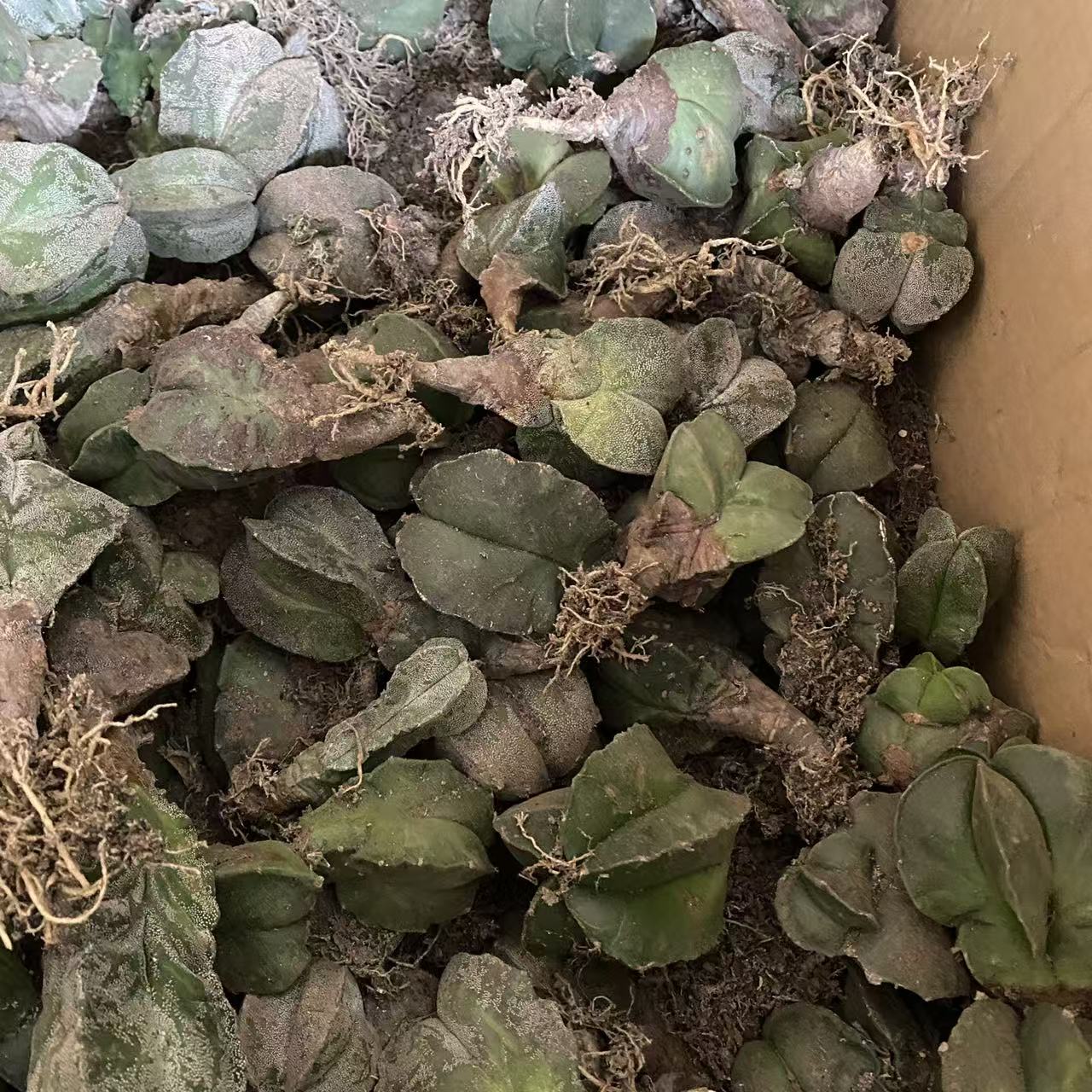 小鸾凤玉（木质化干巴）6颗组      仙人球漳州基地直发 