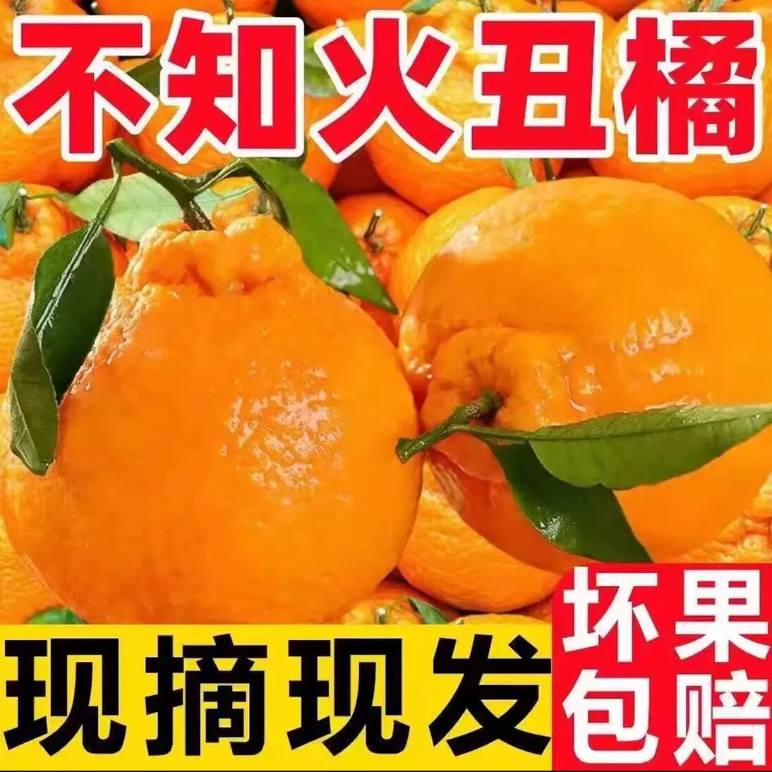 【产地直发】四川正宗高山丑橘不知火丑橘丑八怪橘子耙耙橘当季水果