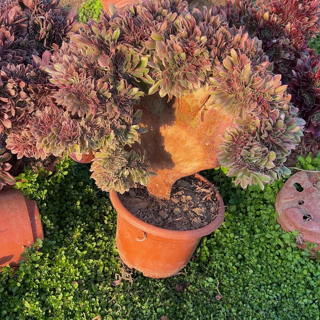 四*桂女神缀化脱土发货