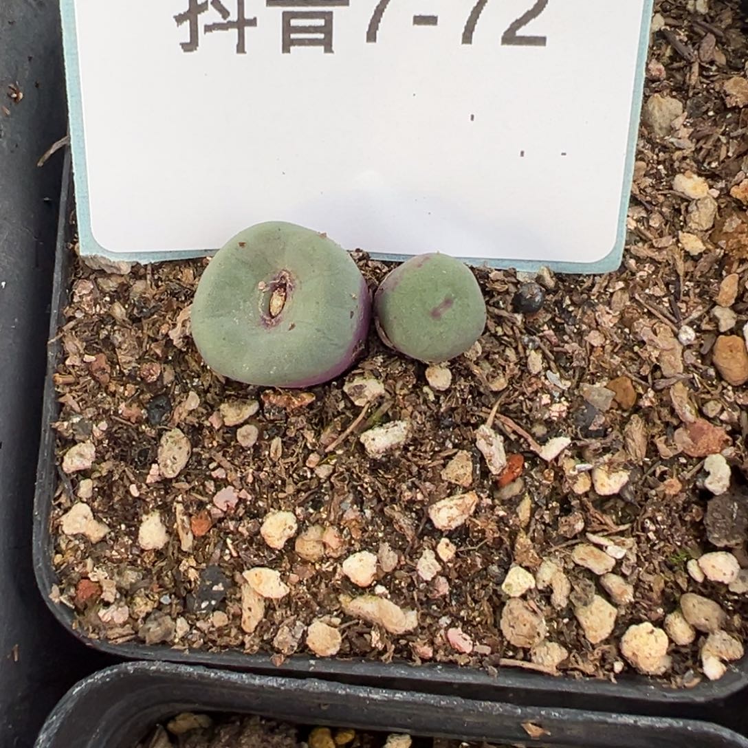 7-72肉锥多肉植物