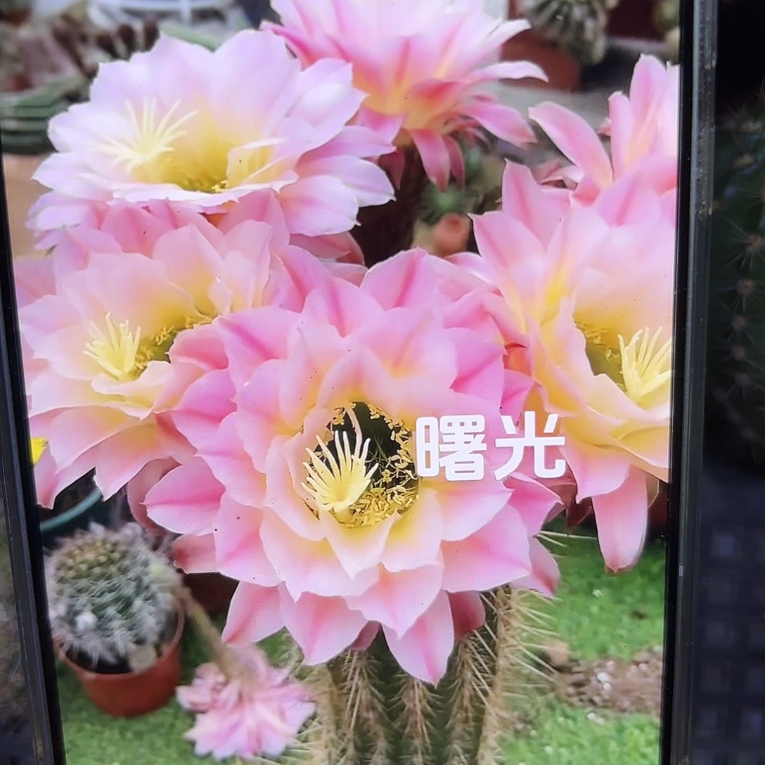 曙光毛5公分侧牙20包邮36