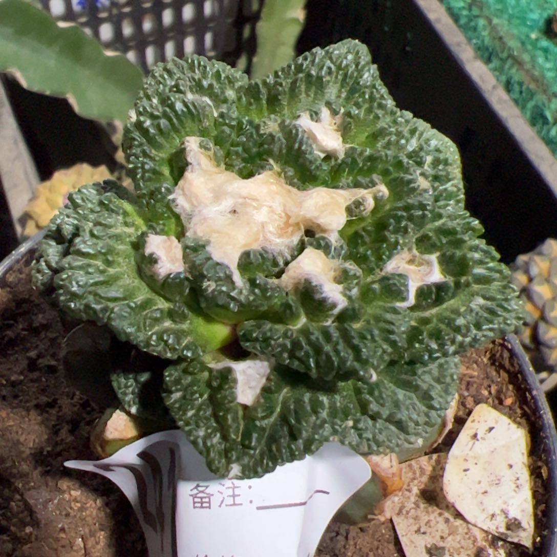 大尤哥斯拉牡丹仙人球241