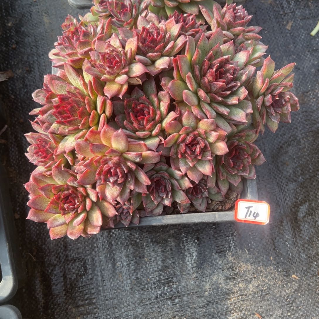 C***彦精品多肉植物老桩