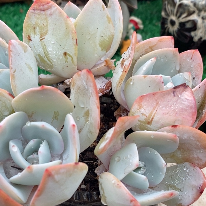 奶茶老桩多肉整有砍多肉