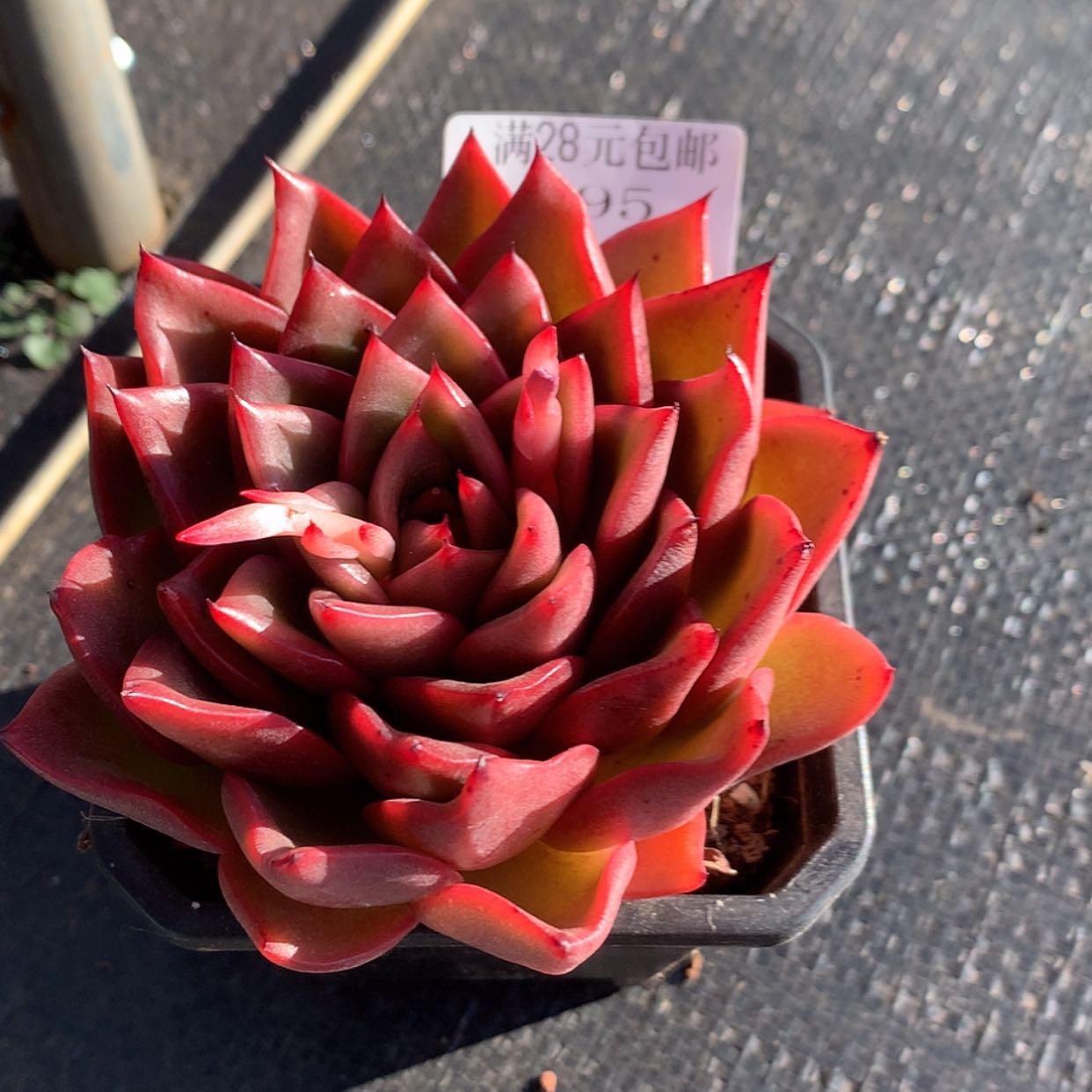 【闪购商品】云795号