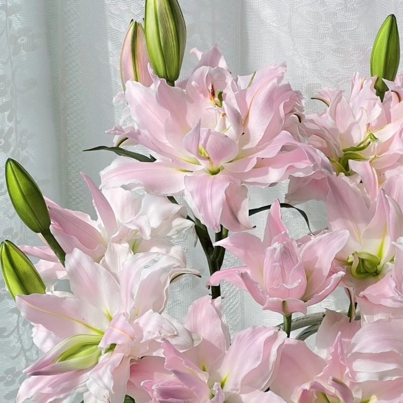 【花中仙子】好奇心重瓣香水百合粉色系有香味长花期百合鲜花 