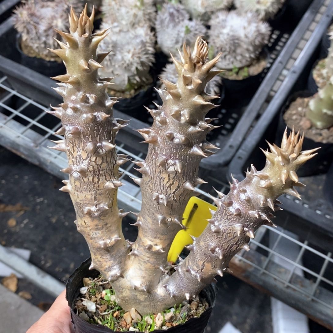 巴氏棒槌多肉植物