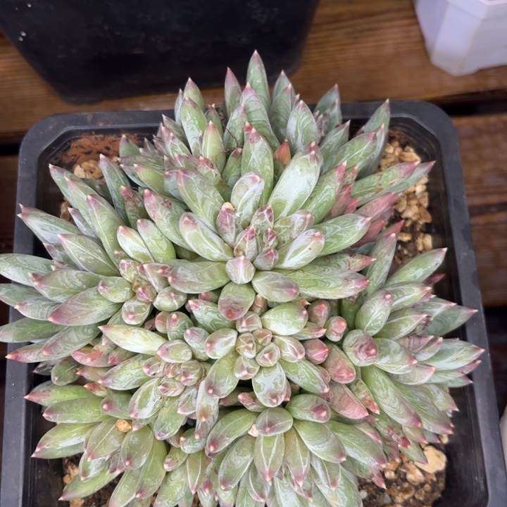 一物一拍，炫彩美人。