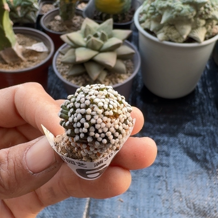 760萝卜根松针牡丹