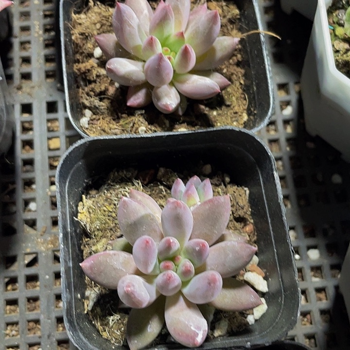 虞美人4.8带盆土发