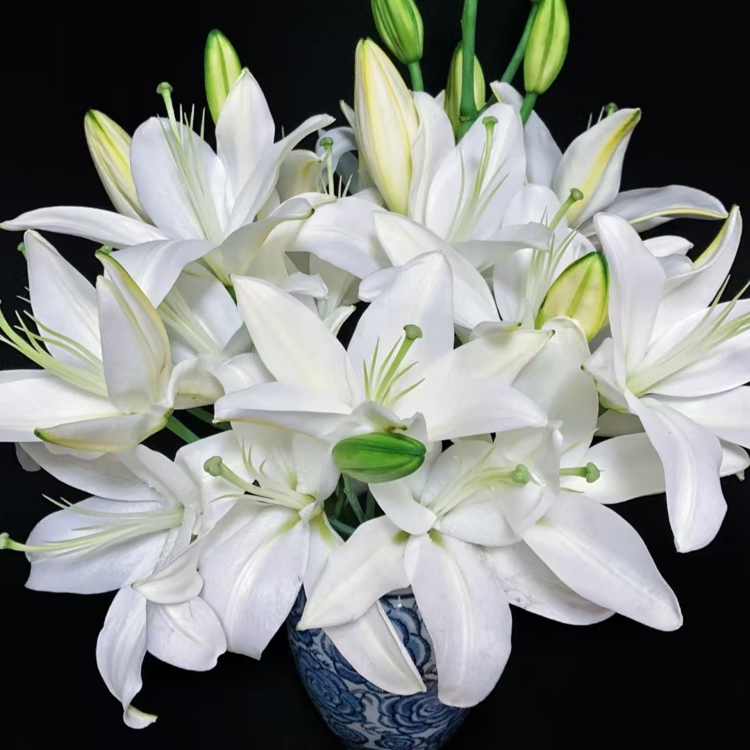 白天霸【单瓣香水百合】【0度以下不拍保温棉不售后】