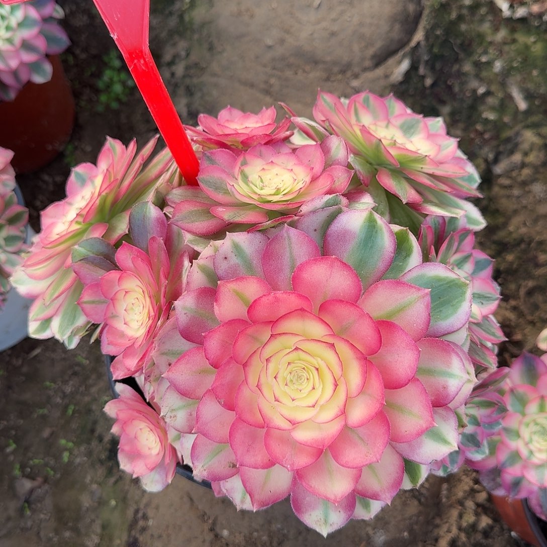 4186荔枝多肉法师铭文