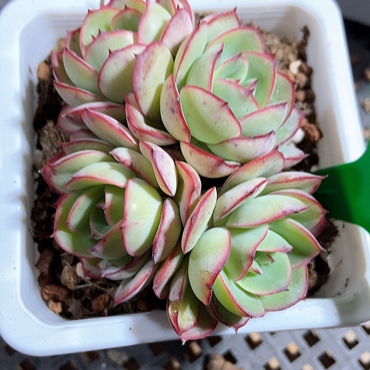 多肉植物牡丹亭835