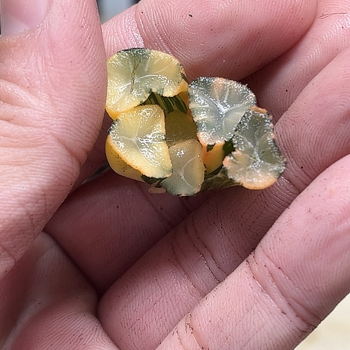 203玉龙万象锦极上斑（脱土发）