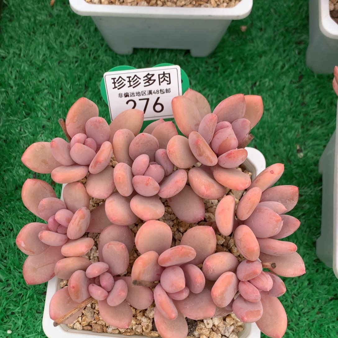 珍舞奶酪无砍平头276