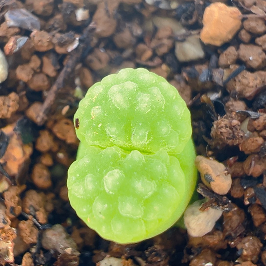 24多肉植物百科磁铁