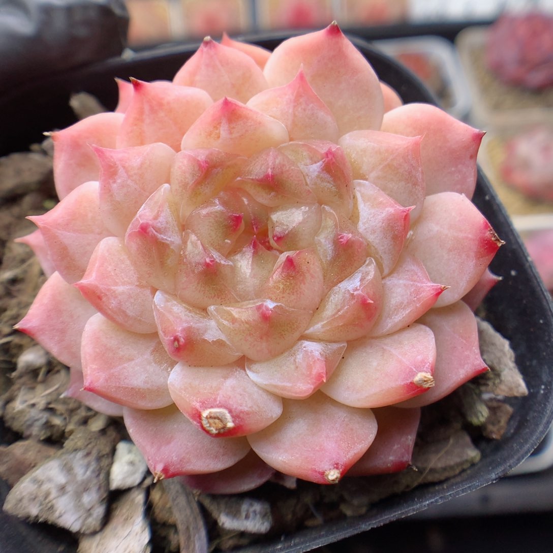 多肉植物。 冰魄114