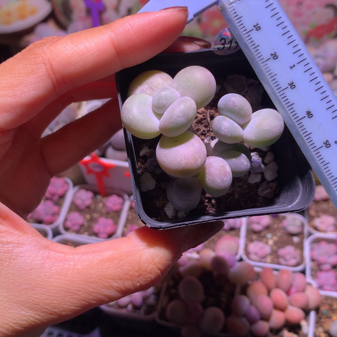 水光针 不凑满28元发一片叶 不售后 到付