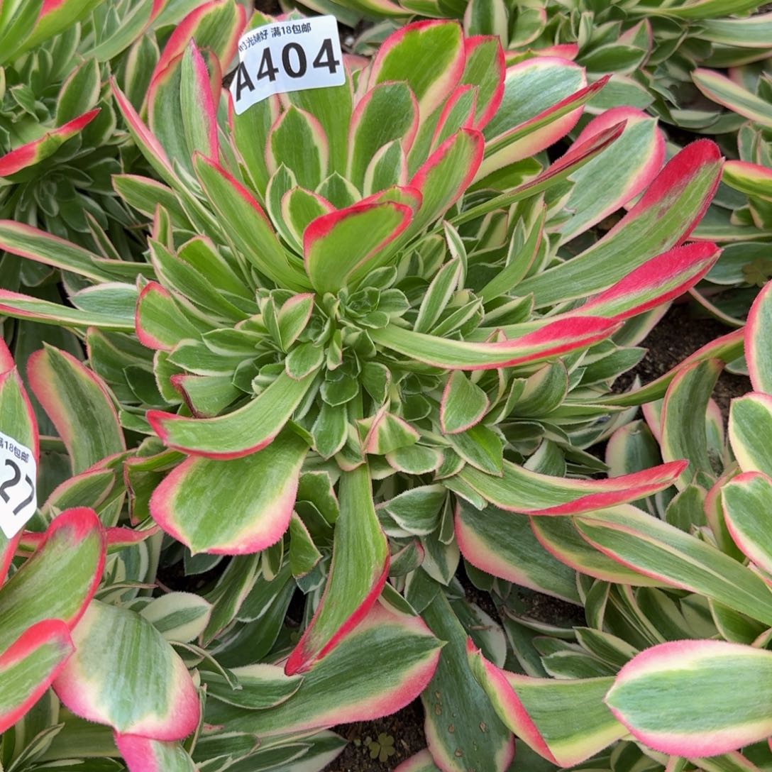 糖*?404妖月寄养到秋