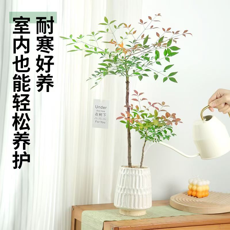 爆款火焰南天竹耐阴易养装饰景观绿植盆栽室内外造景小盆景