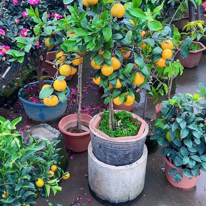 完全开放果树88888