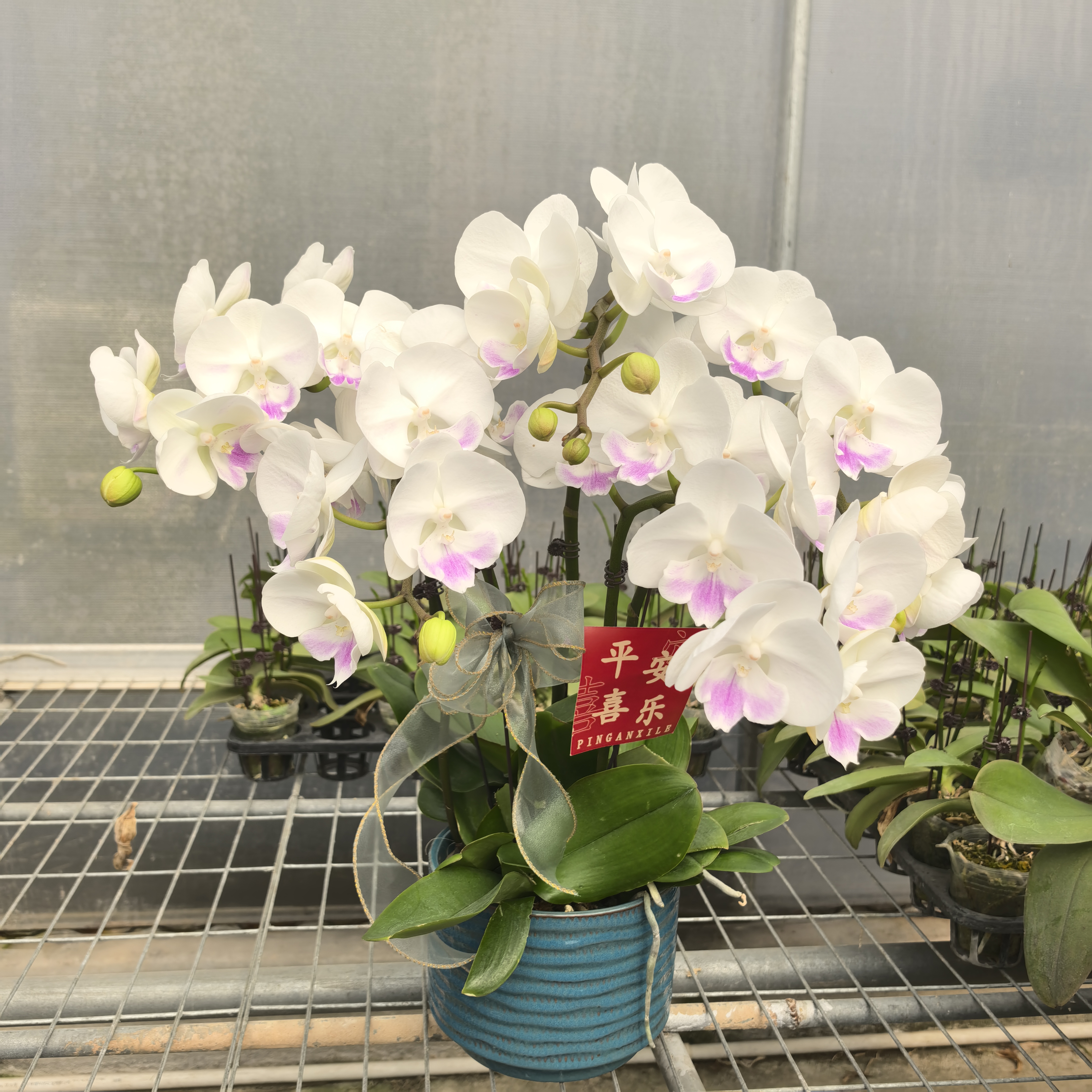 蝴蝶兰《月光宝盒》精品白色系大型花 耐养易活 花期长
