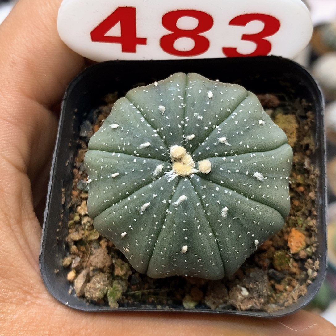 483九冷福利特价来了