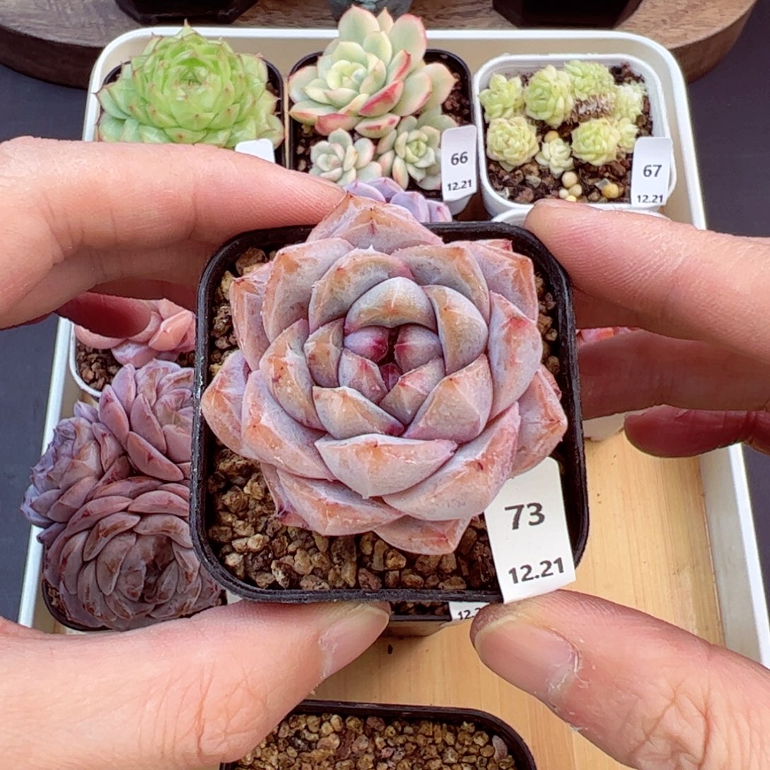 好好看73、哈哈哈哈