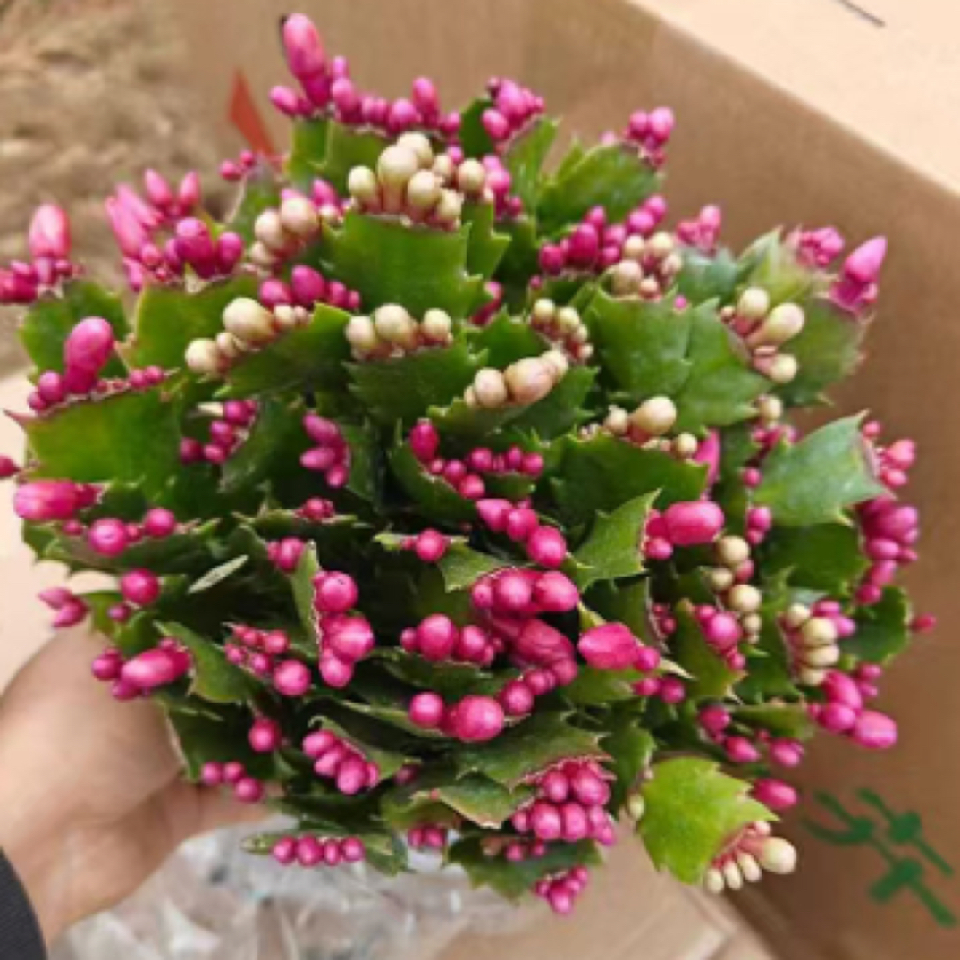 双色蟹爪兰盆栽植物